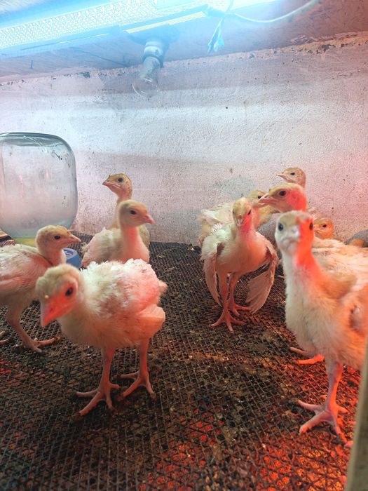 Индюшата хайбрит..