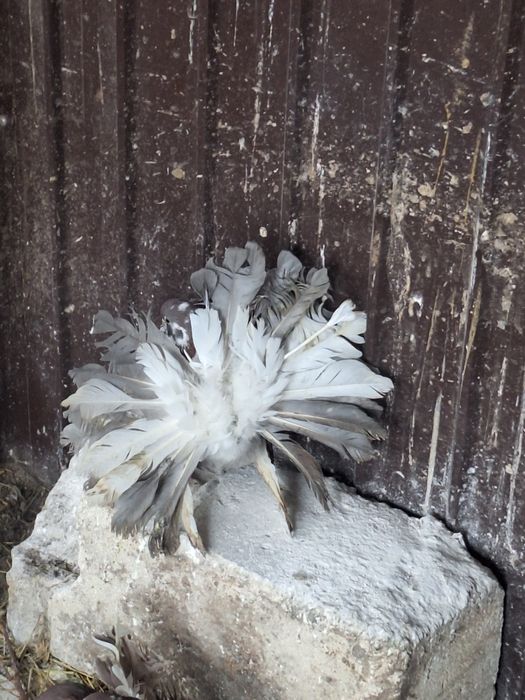 Porumbei rotați/curcani