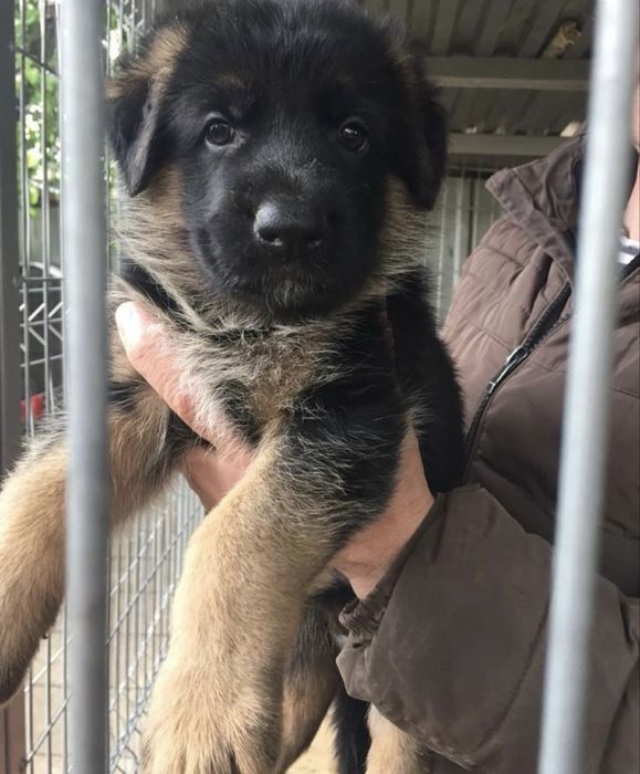 Щенки немца 100% доставка бесплатно