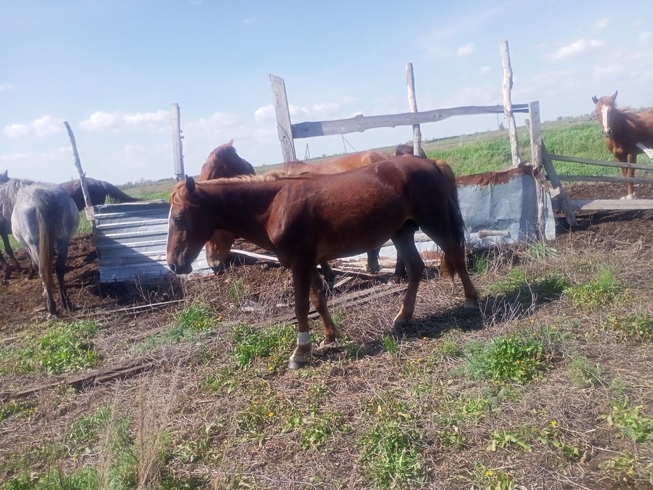 Продам лошадей кунан.