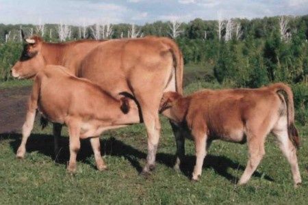 Продам 2-х коров с двумя телятами