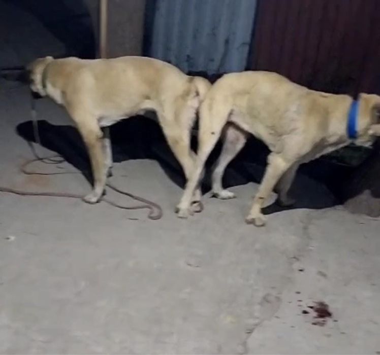 Продается Кангал шенок девочка