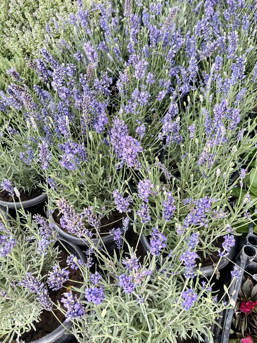Саженцы ЛАВАНДЫ в продаже