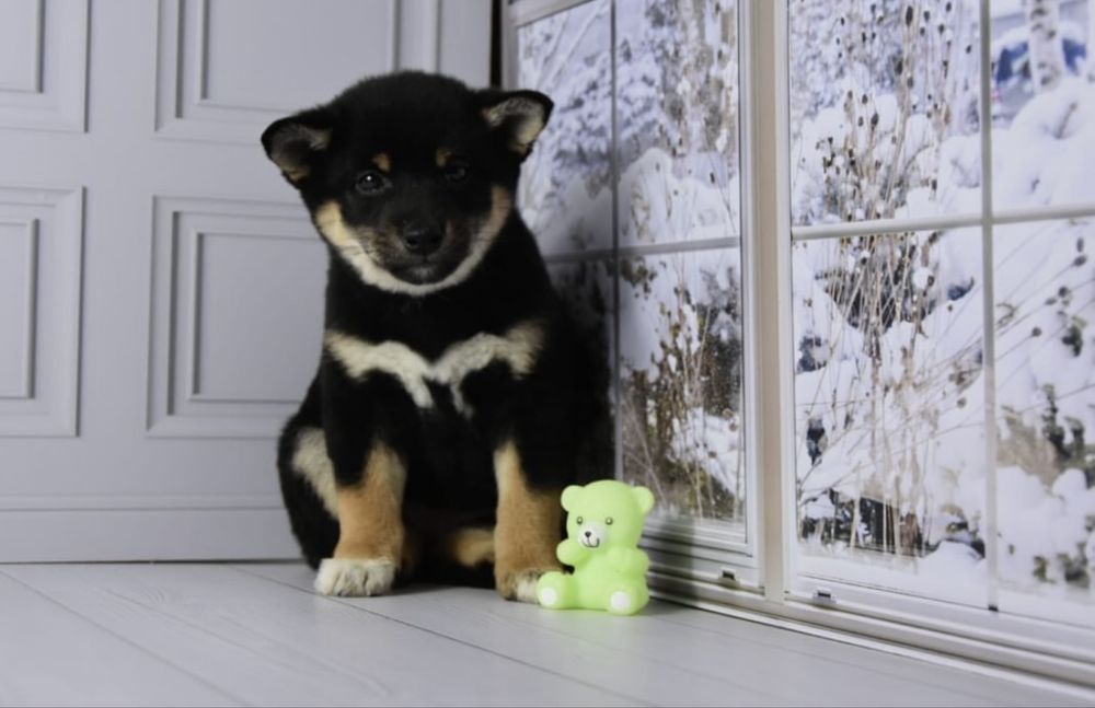 Щенки сиба ину с документами