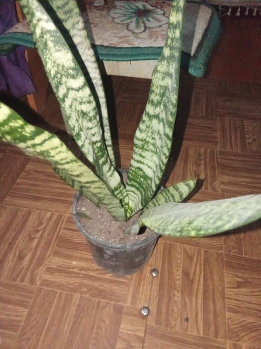 Продается Сансеверия