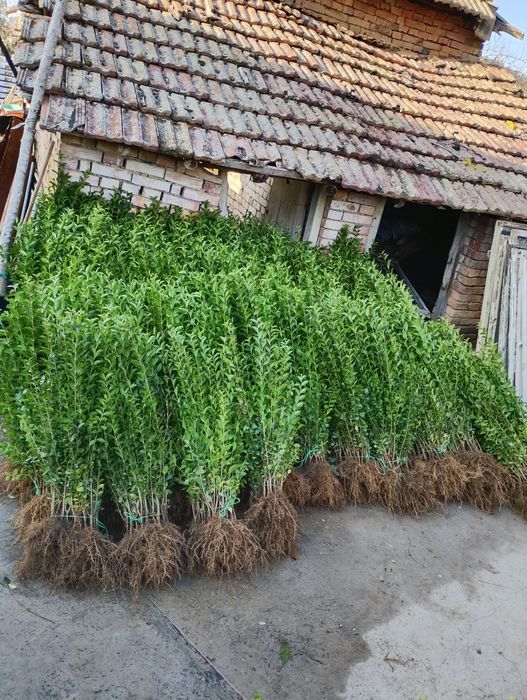 лигуструм овалифолиум за жив плет