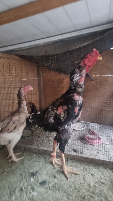 Дакан кораз .дддд