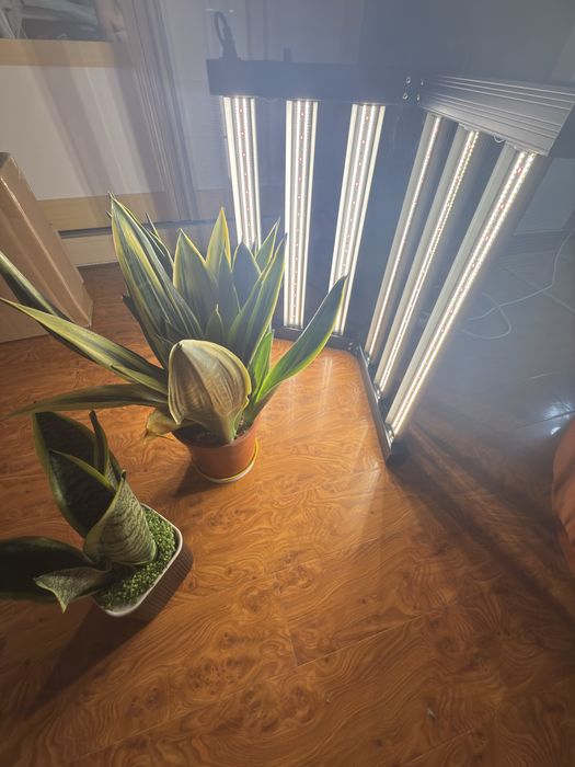 LED Grow Light Full Spectrum 320W Для Всех Видов Растений, ЛАМПА ЛЭД