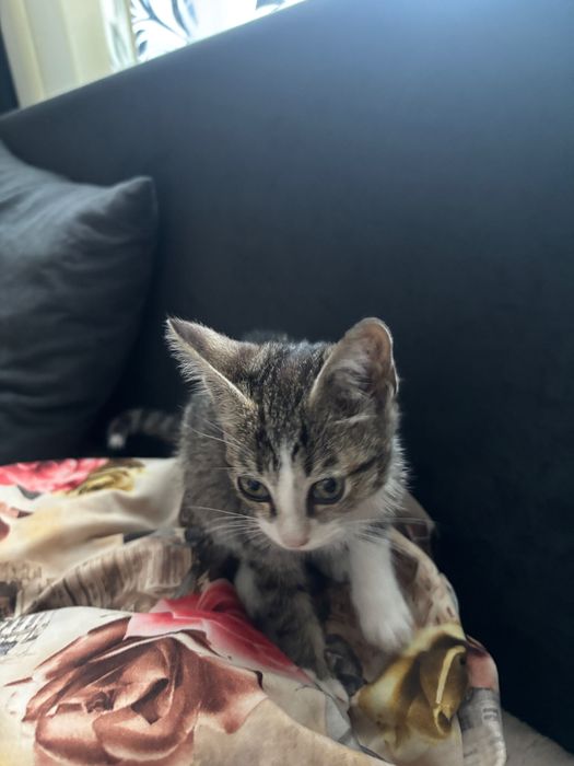 Котенок в хорошие руки