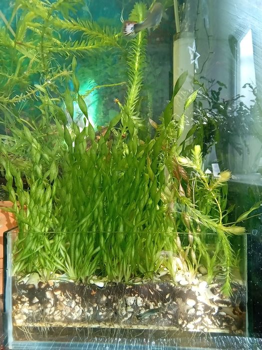 Аква.фильтр с грунтом!!!