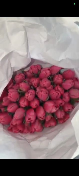 Продаются тюльпаны красивые, свежие