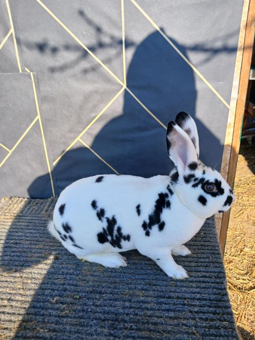 Iepuri Vienez Gri Rex Dalmatian Cap de Leu