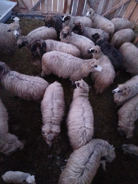 Vând oi țurcane.
