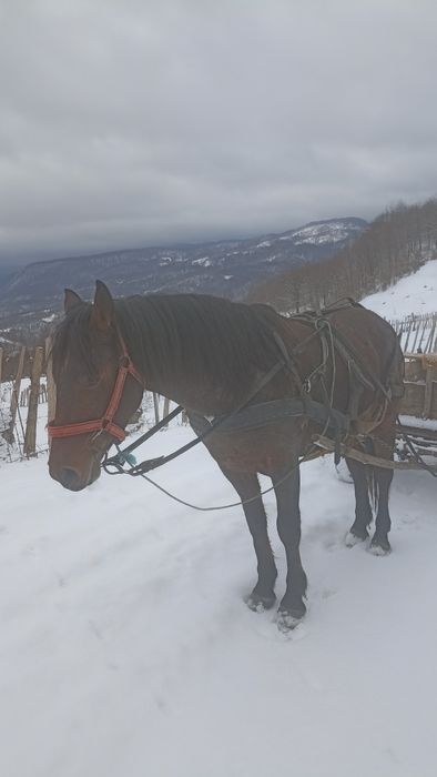 Mânz de doi ani de vânzare