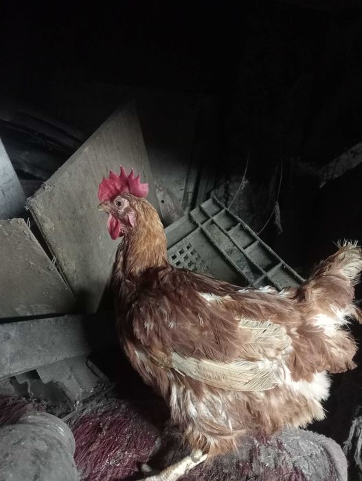 Куры несушка красная