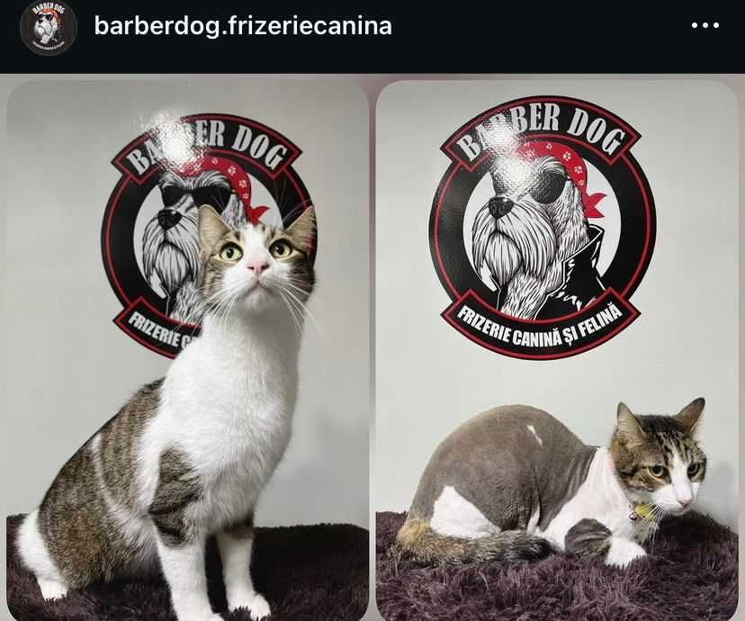 Frizerie canina si felina la domiciliu Bucuresti/Ilfov