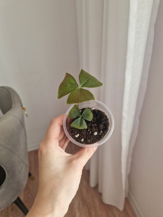 Кислица, зеленая в горшках