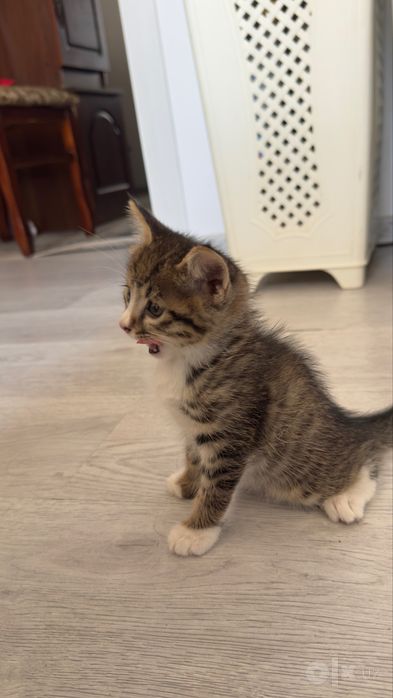 Отдам Кошку и двух котят