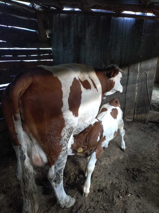 Vand 6 vaci si o juninca baltata romaneasca inscrise in COOP
