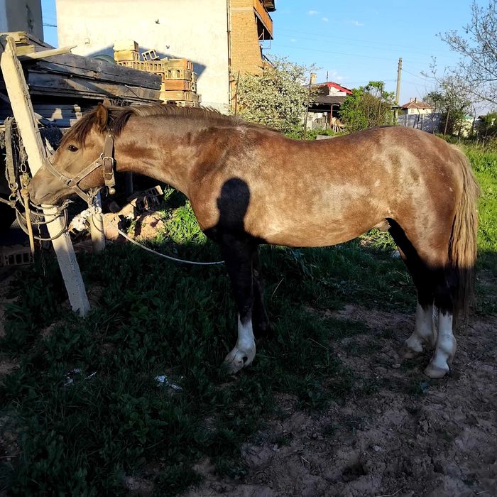 продажба на мъжки кон