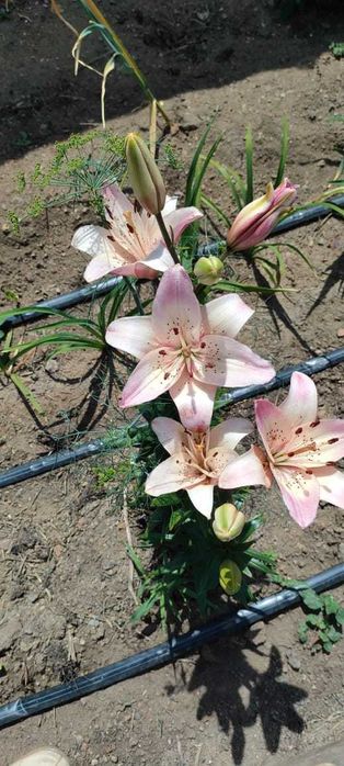 Цветы многолетние