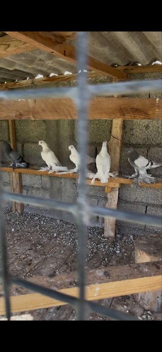 Продам белых тасманов с тягой