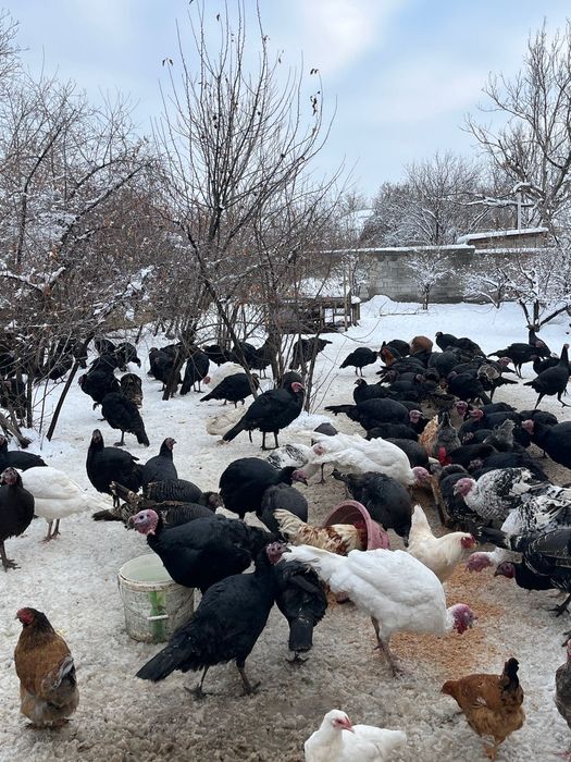 Продаются индюки