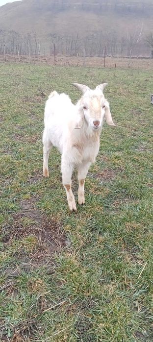 Tap saanen,de vânzare,Harmanestii Vechi