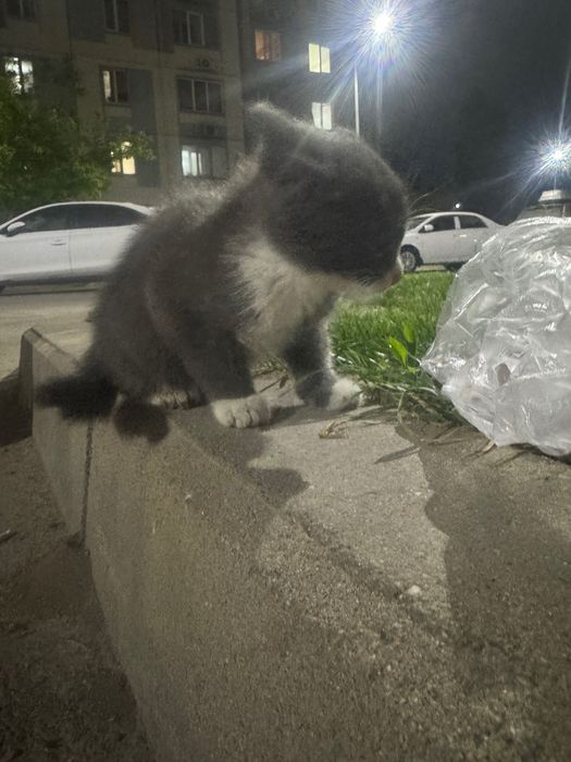 Отдам котенка в хорошие руки