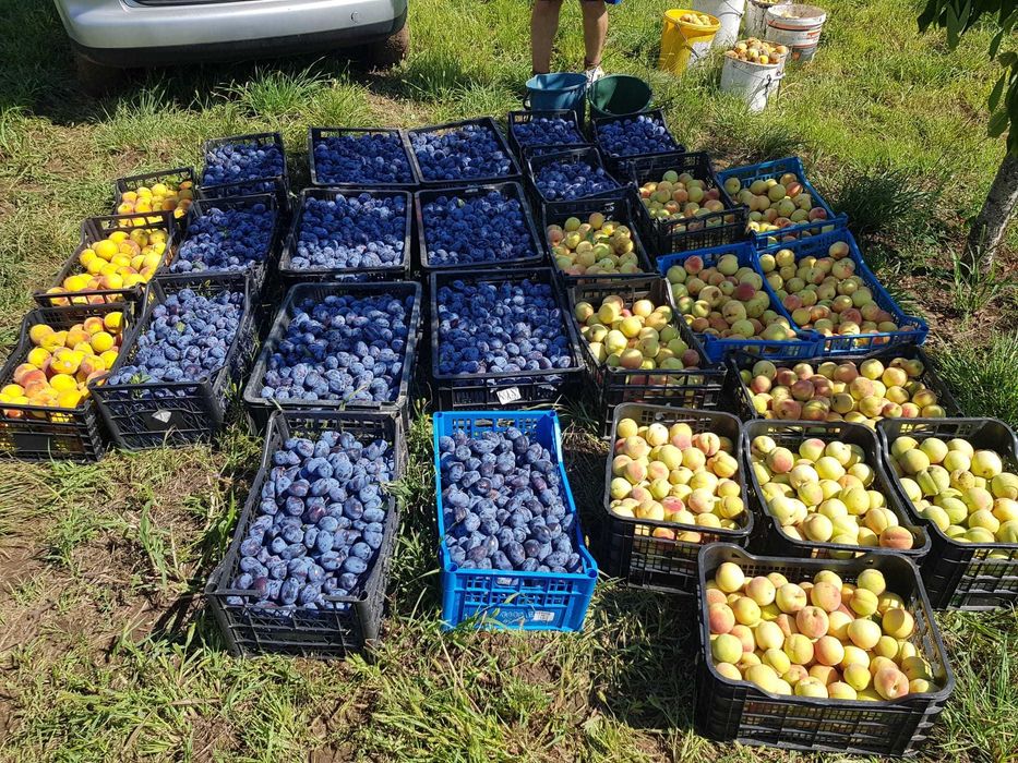 Vand livada de pomi fructiferi