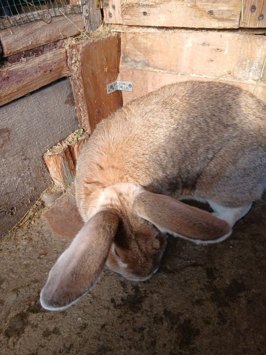 Vând mascul uriaș german!