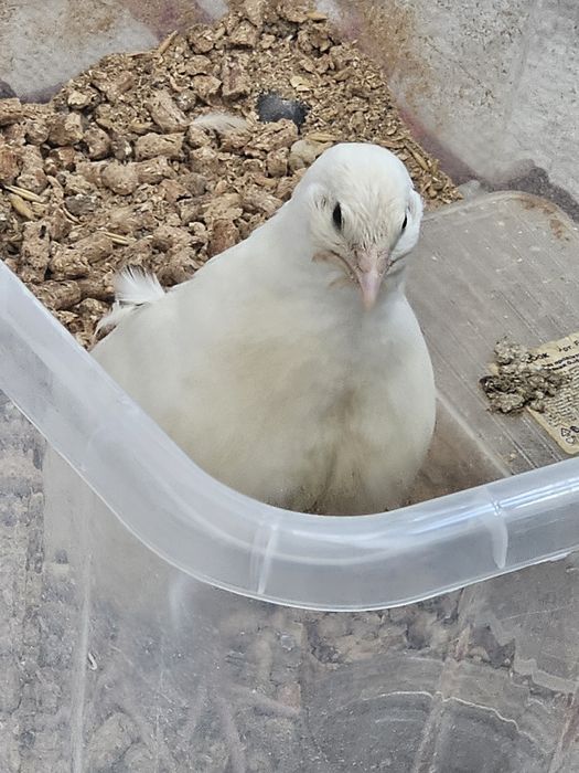 Отдам бесплатно перепелку