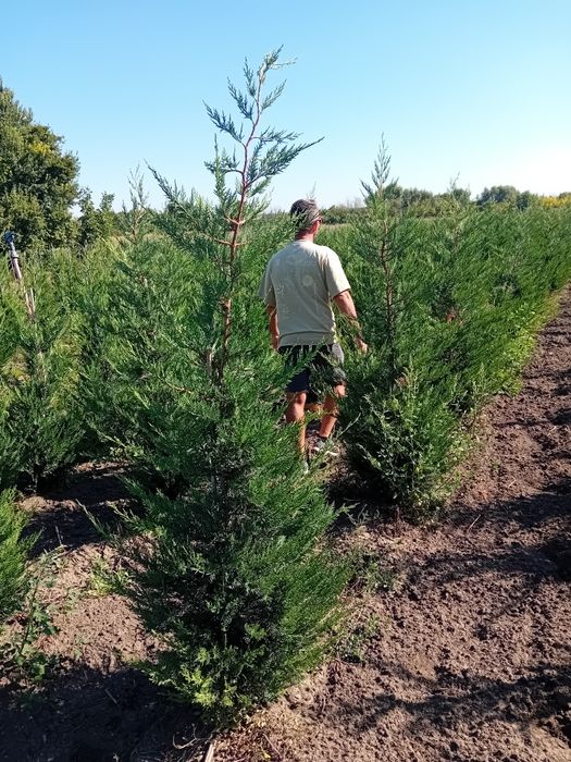 Chiparos leylandi direct producător