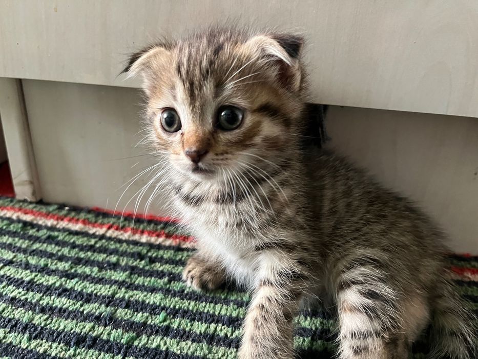 Вислоухие котята скоттиш фолд