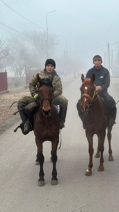 Жеребцы айгырлар