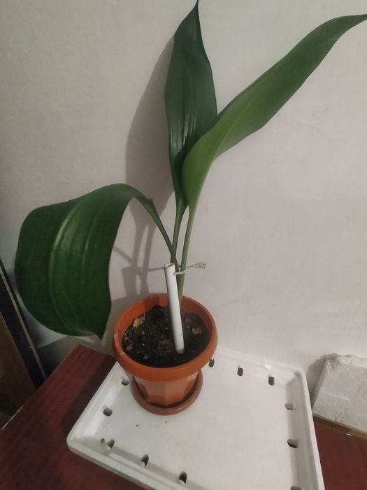 Продам комнатные цветы