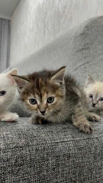 Маленькие котята