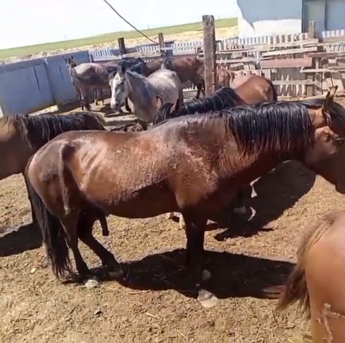 Жылкы сатылады айғыр