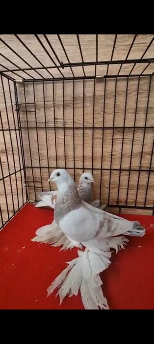 Продается розавые