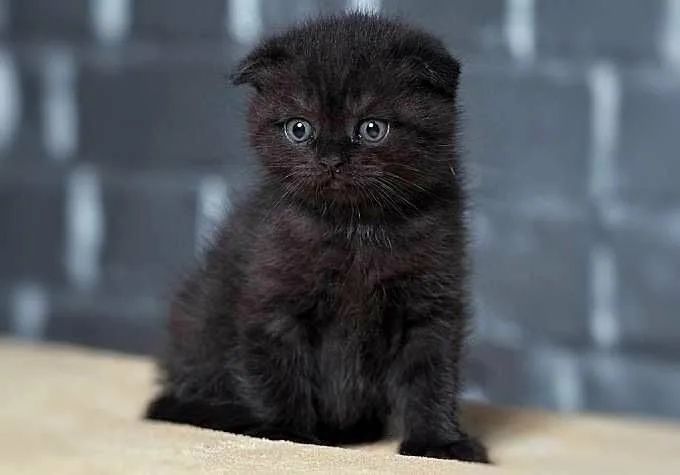 Котята Шотландцы