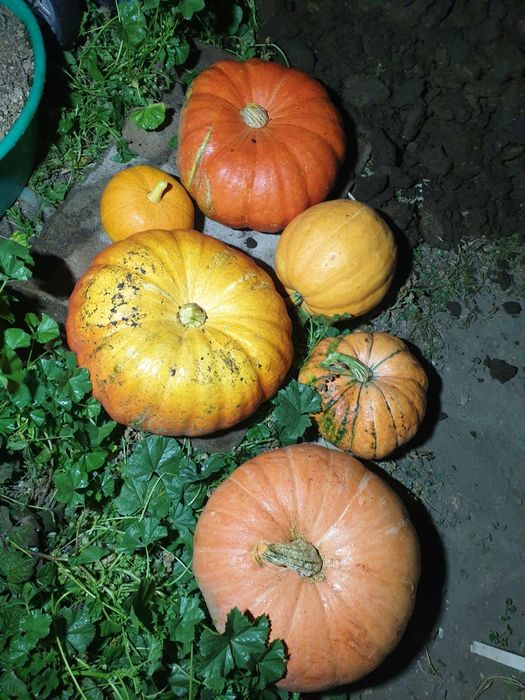 Продам домашнюю тыкву