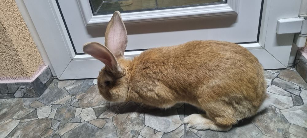 Vând iepuroi ug galben