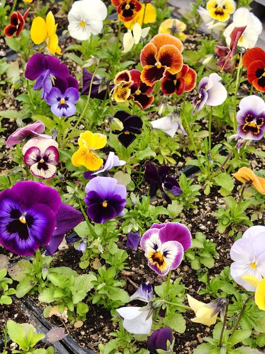 Продавам теменужки