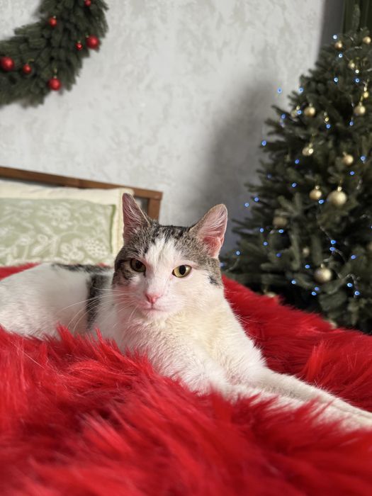 Кот ОСКАР ищет семью