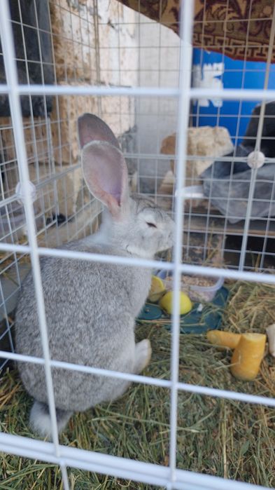 Кролик разные возраст