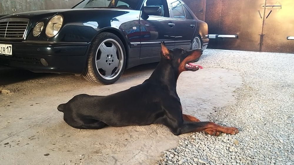 Щенки Добермана.