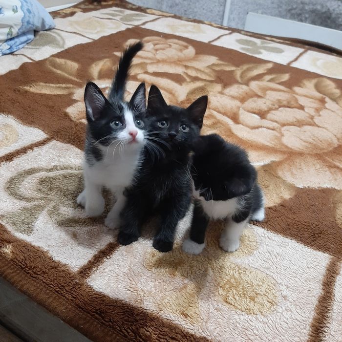 Котята ищат семью