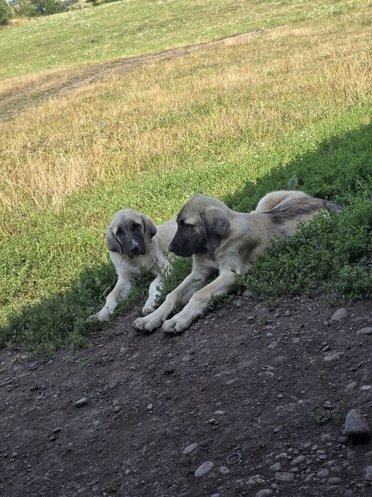 Femelă  kangal disponibila
