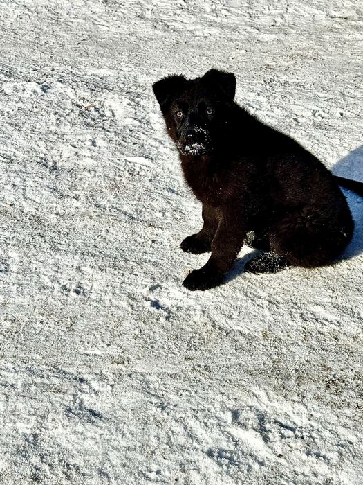 Щенок строго не на цепь!