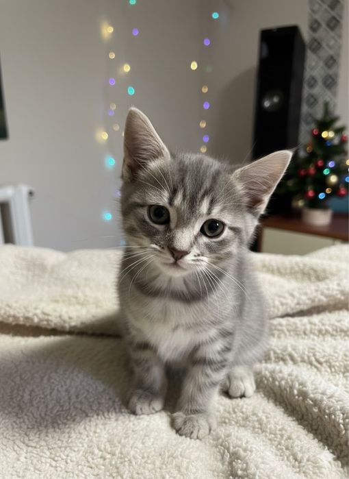 Котята 2 месяца